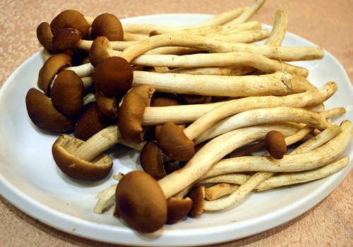 茶樹菌