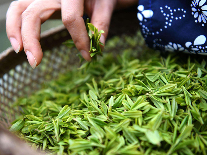 西湖龍井茶葉